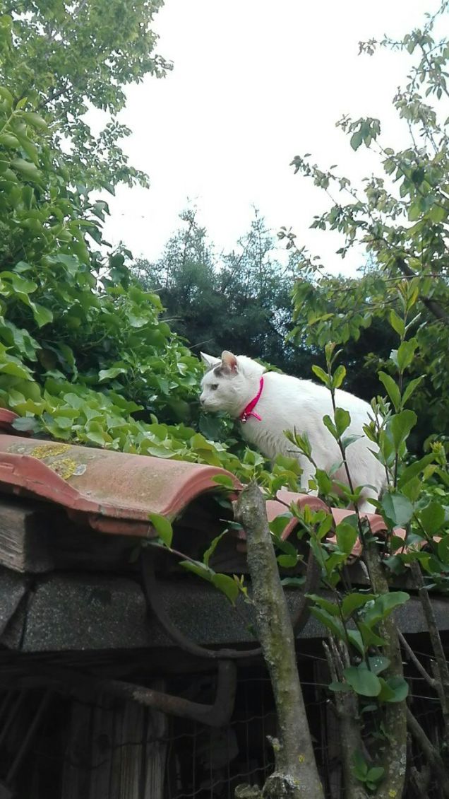 Ermes nel giardino