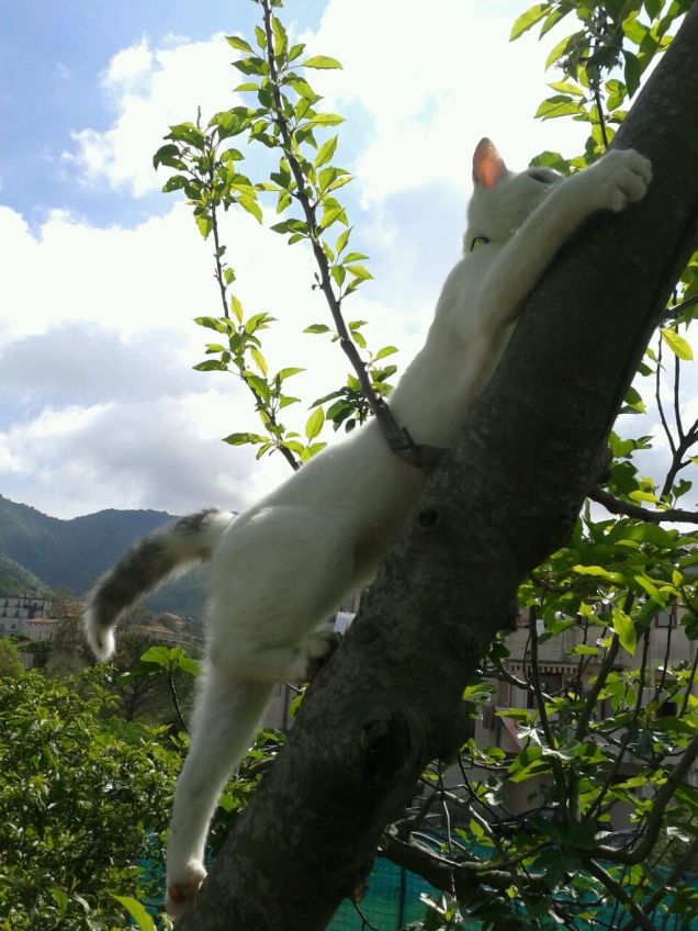 Un'arrampicata al giorno toglie il veterinario di torno!