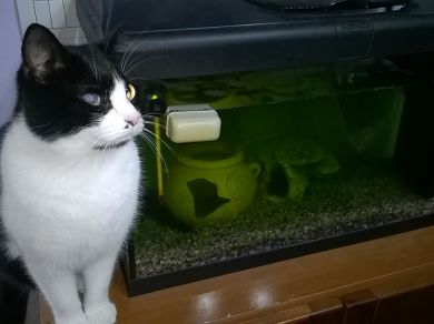 Figaro