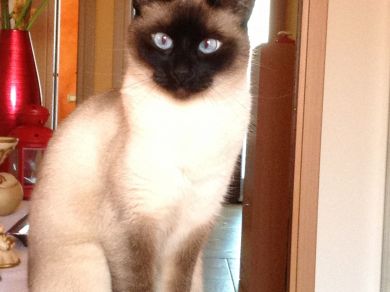 Penelope