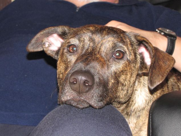 Plinsky pigrone e in posa...