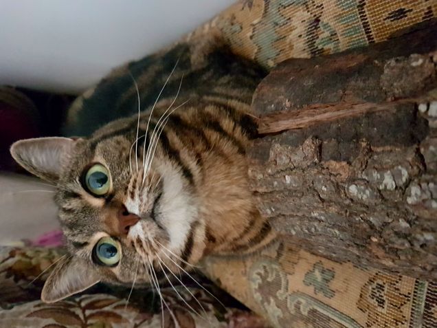 Preferisco il divano al tronco per rifarmi le unghiette!