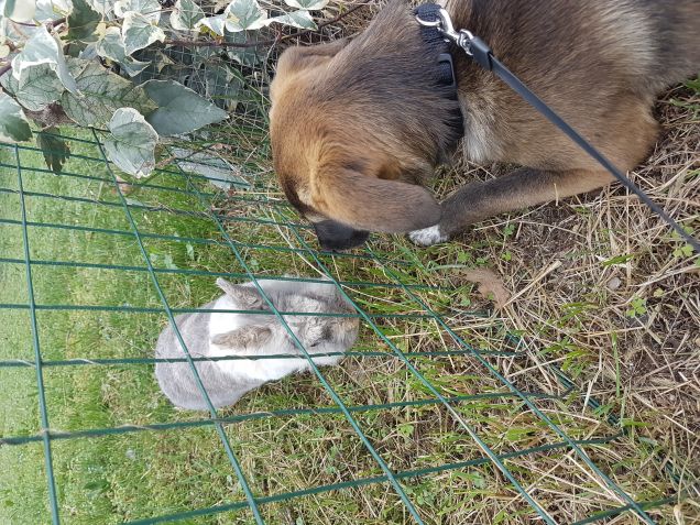 Un amore impossibile 