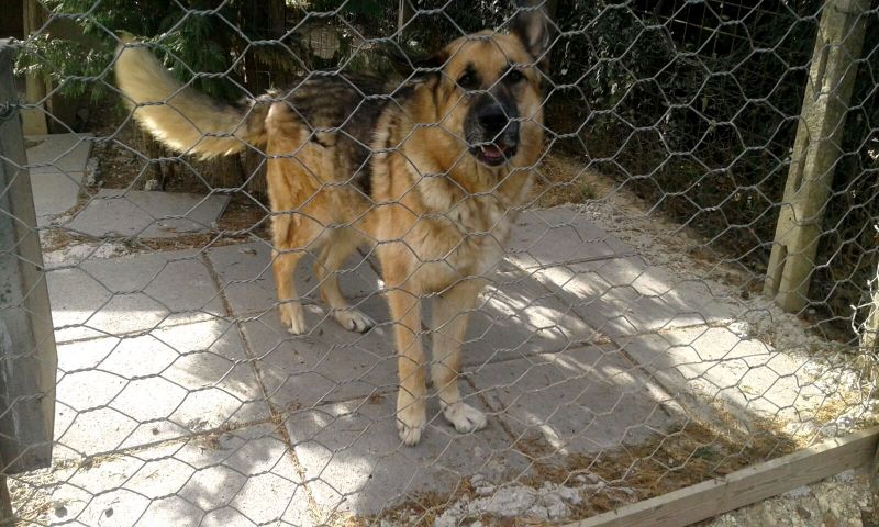 WOLF UNO SPLENDORE DI CANE!