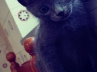 Blue