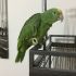 Smarrito pappagallo amazzone fronte gialla 