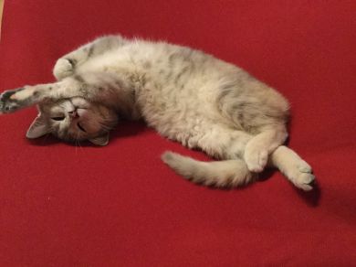 Penny