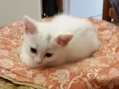 Whisky 