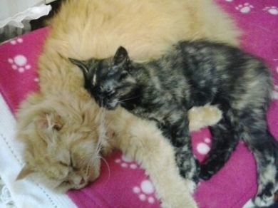 Rubino & Birba