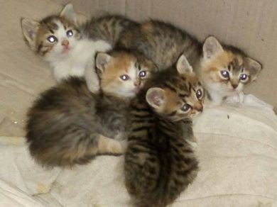 cuccioli