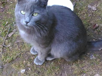 PALLINO