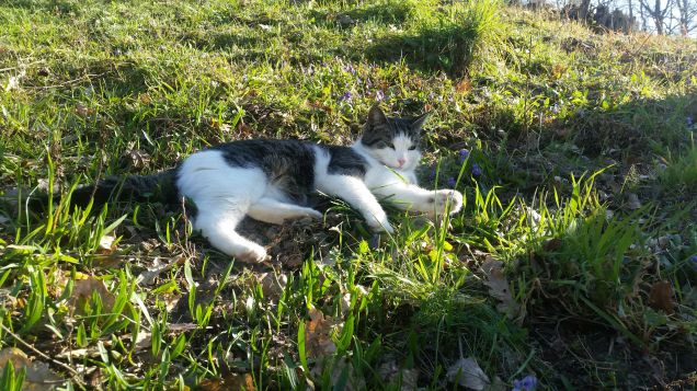 Costantemente a riposo 