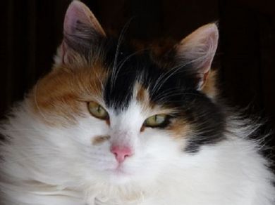 achille