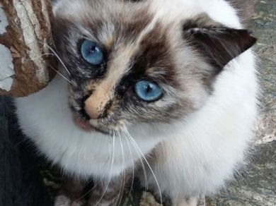 Sono 4 piu  altri trovatelli