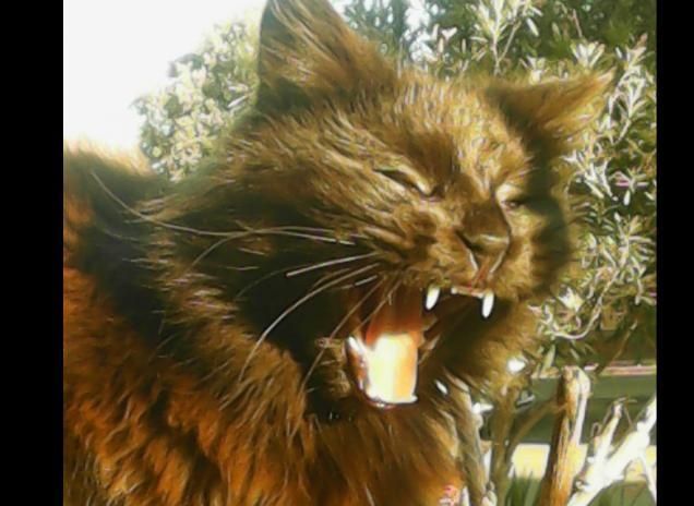 Attila fa' gli auguri