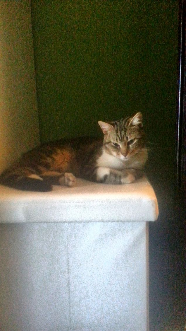 Arreda casa con Kiiro