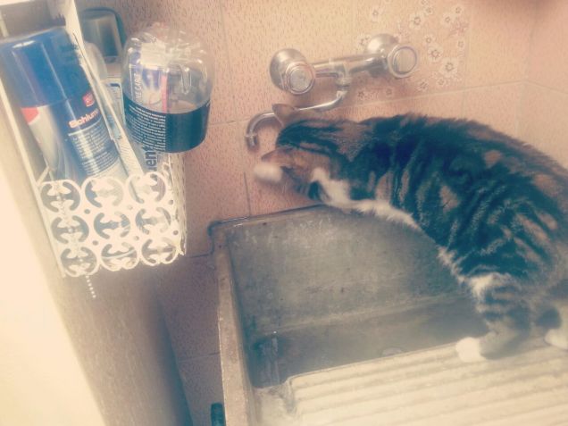 Kiiro passione idraulico