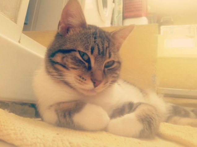 Kiiro fashion blogger  II