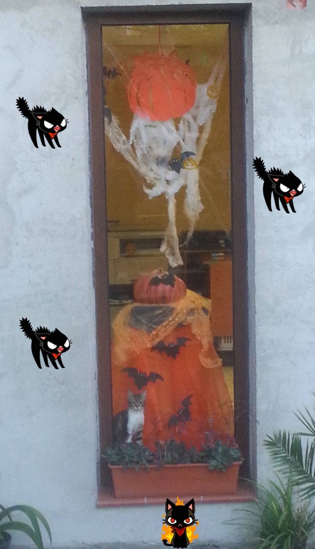 Un gatto da vetrina \^w^/