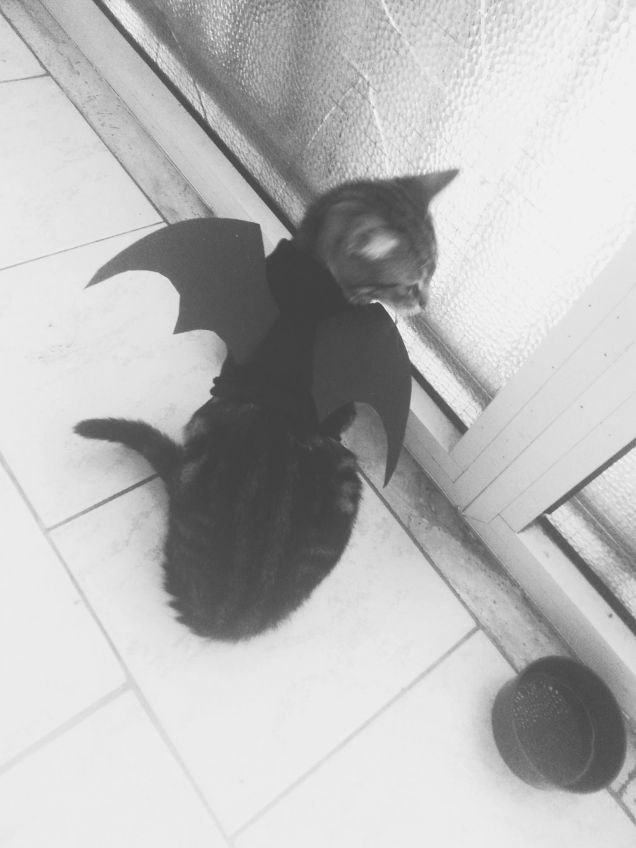 I'm batcat