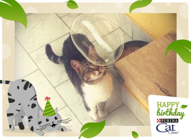 #HappyBirthdayCatChow