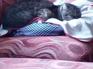 Micio ,birba e grigetta