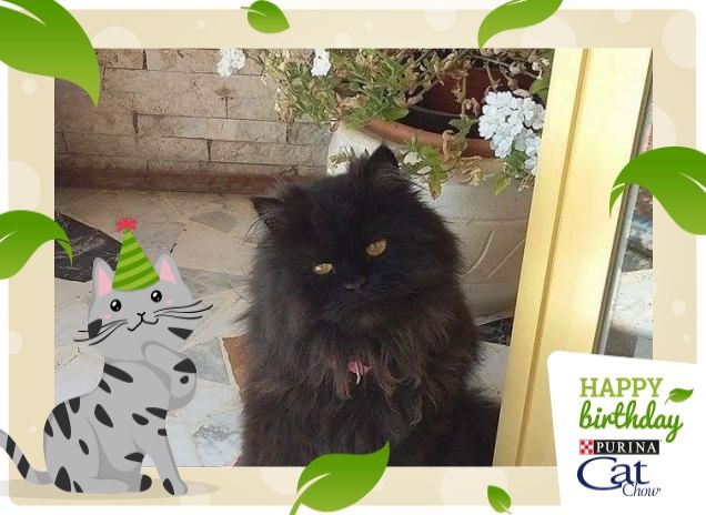 L'eleganza è gatto!