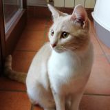 Olivia alla finestra 