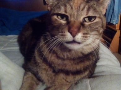 Mirtilla, Ginger, Lilo, jaky