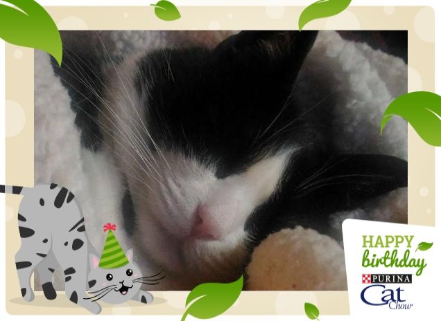 Birillo, dolce riposo