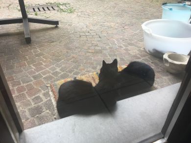 sirio e pordenonelegge