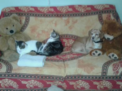 Stellina /batuffolina/ Romeo