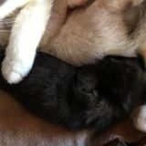 Carolina e i suoi pets