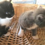 3 sorelline e 1 fratellino nel cesto