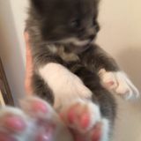 Tommi dolce femminuccia