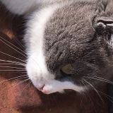 Carolina la scontrosetta