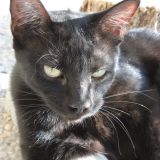 IL FASCINO DEL GATTO NERO