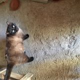 MARCANTONIO alias CICCIO