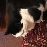 Susanna sul tappeto di casa