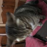 La Micia in primo piano