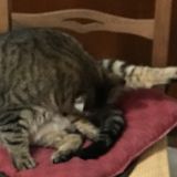 ALE' LA GAMBA , stile Ballerina