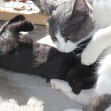 AMORE a tutti gli effetti