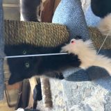 Il topo è in trappola