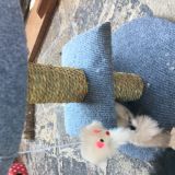 UN GIOCO PERFETTO PER ME GATTO