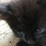 OPS quanto sono piccola