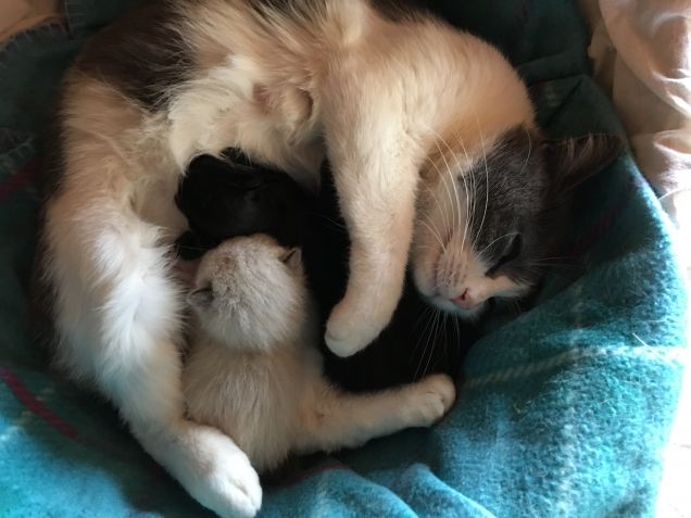 CAROLINA E  I SUOI PICCOLI