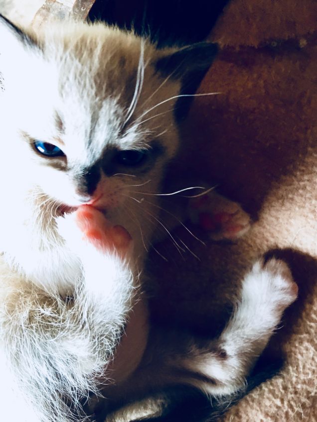 Merlino e la toilette mattutina