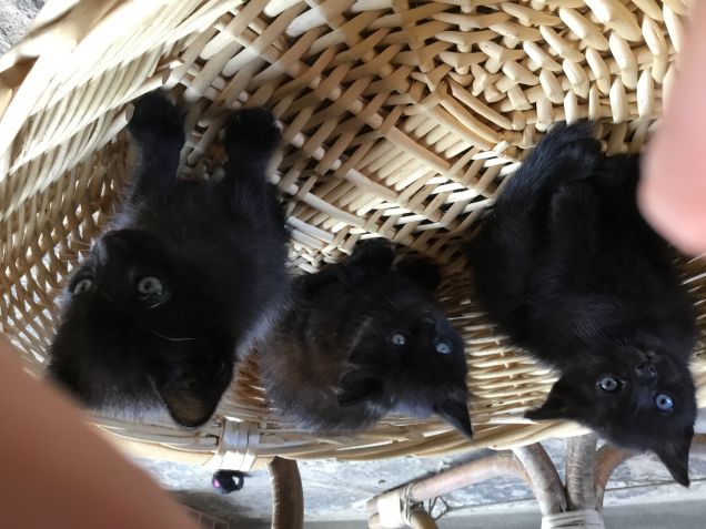 TRE SORELLE TUTTE NERE