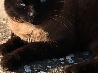 Marcantonio alias Ciccio