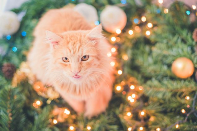 Frankie Christmas Time